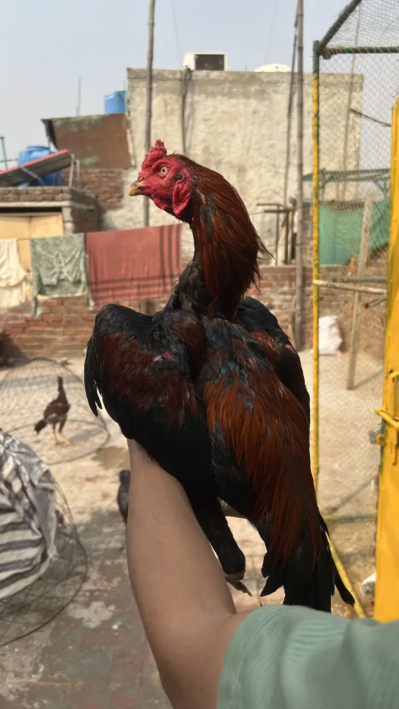 Aseel birds available for sale munasib price mein — photo 4