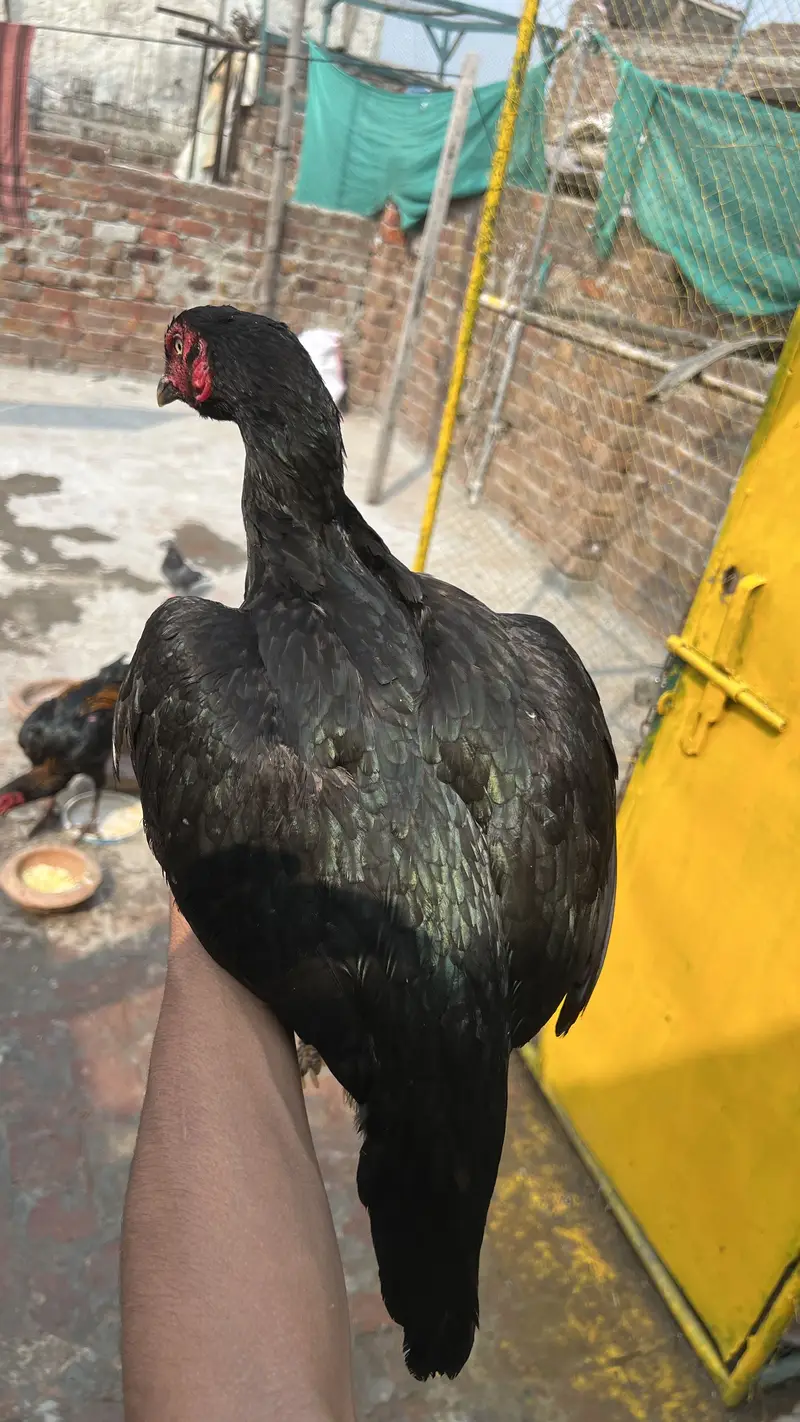 Aseel birds available for sale munasib price mein — photo 5