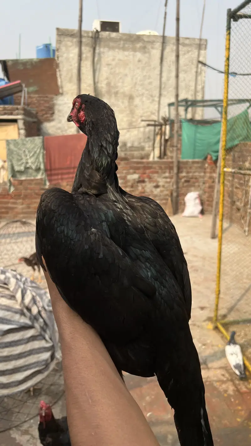 Aseel birds available for sale munasib price mein — photo 6