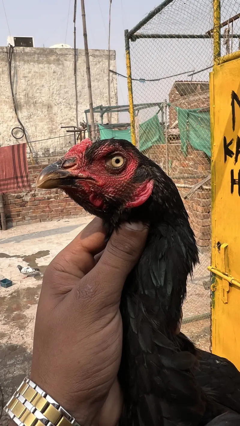Aseel birds available for sale munasib price mein — photo 8