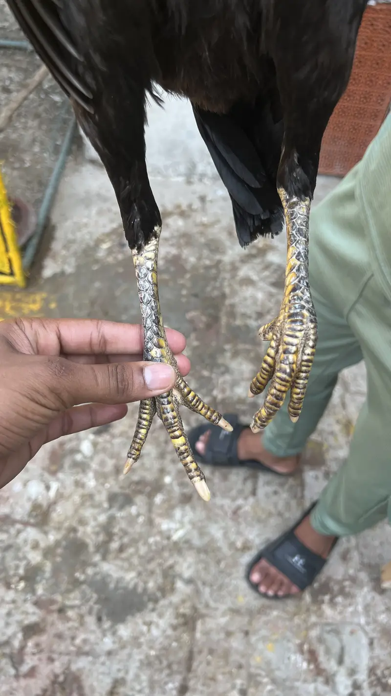 Aseel birds available for sale munasib price mein — photo 9