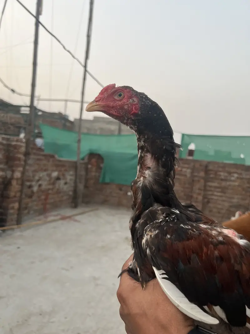 Aseel birds available for sale munasib price mein — photo 10