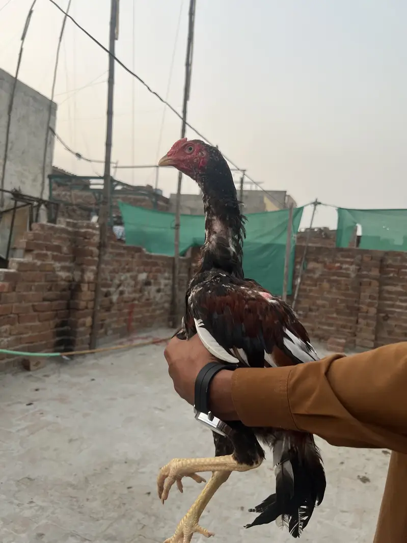 Aseel birds available for sale munasib price mein — photo 11