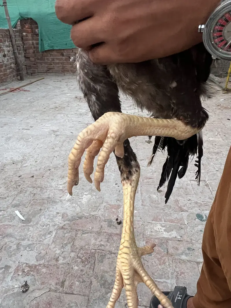 Aseel birds available for sale munasib price mein — photo 12
