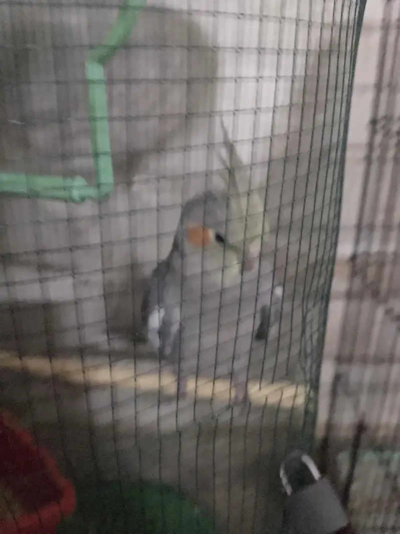 grey cocktail baby — photo 2