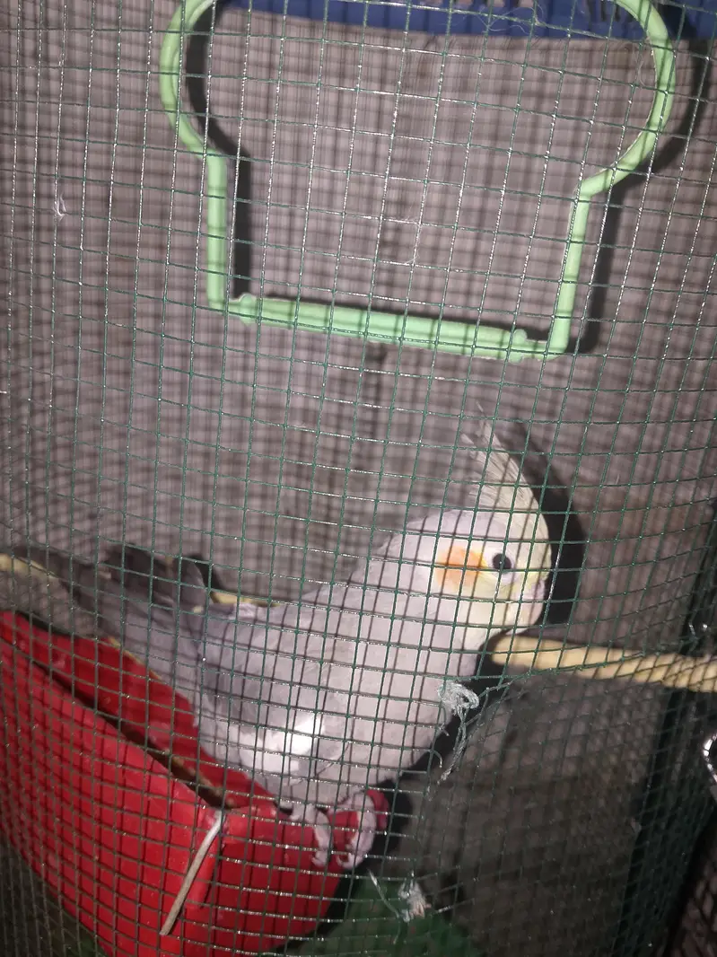 grey cocktail baby — photo 3