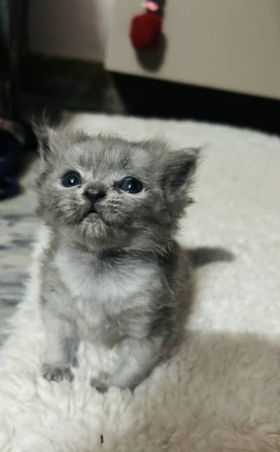 Persian kitten for sale
