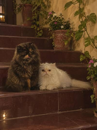 CFA BLOOD LINE NEAR TO PEKI FEMALE CAT AVAILABLE