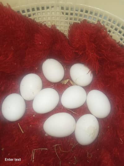 silky, silkie Fertile Eggs