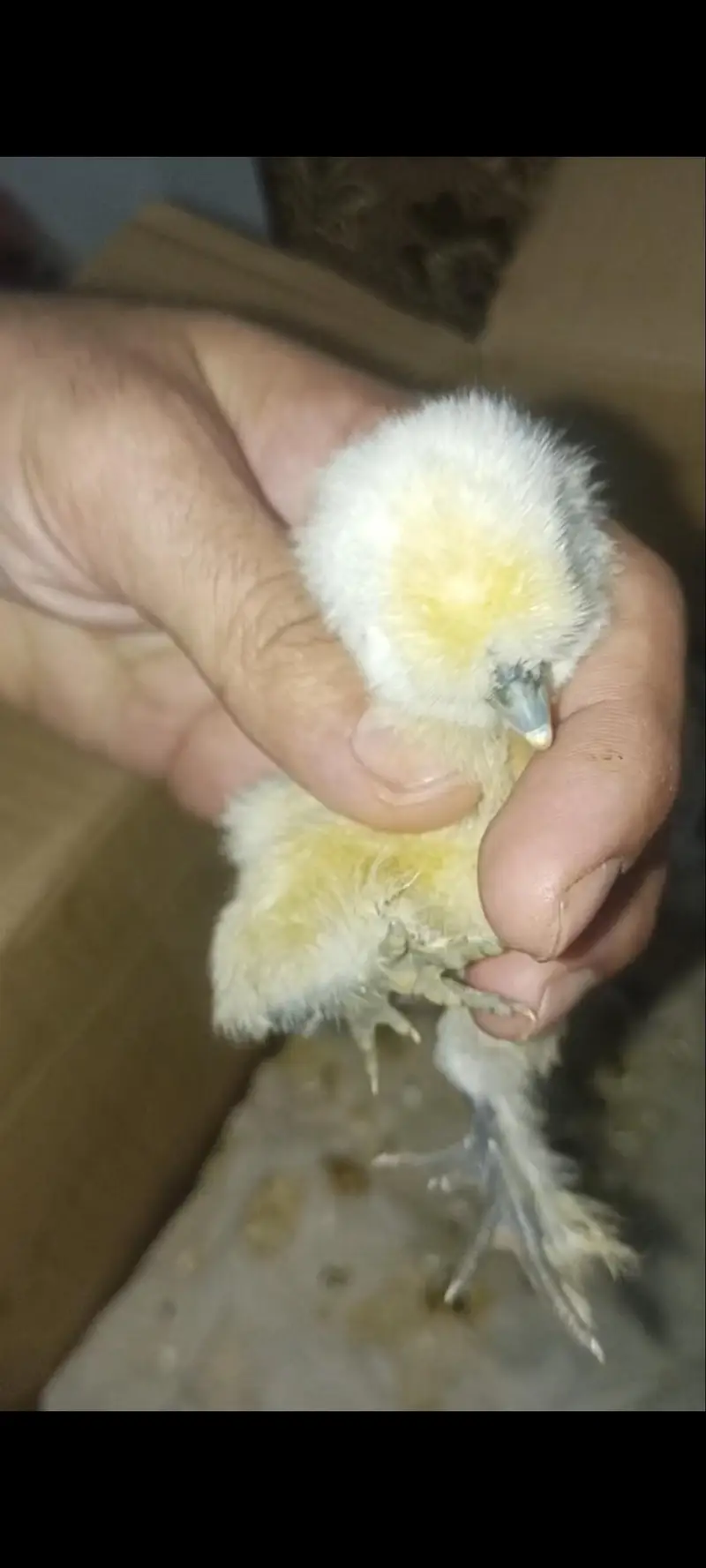 silky, silkie Fertile Eggs — photo 4