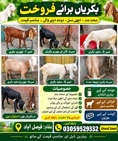 Gots for sale
