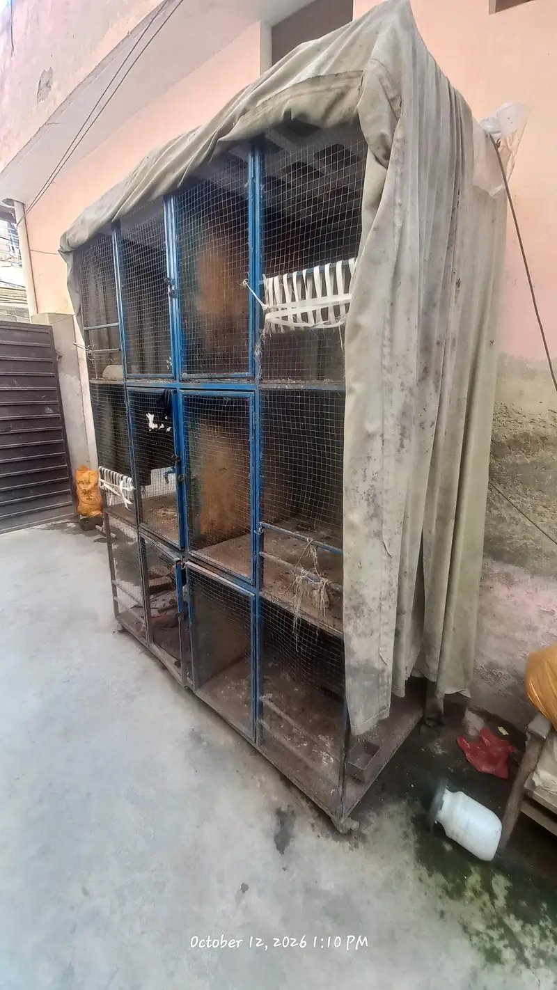 birds cage — photo 2