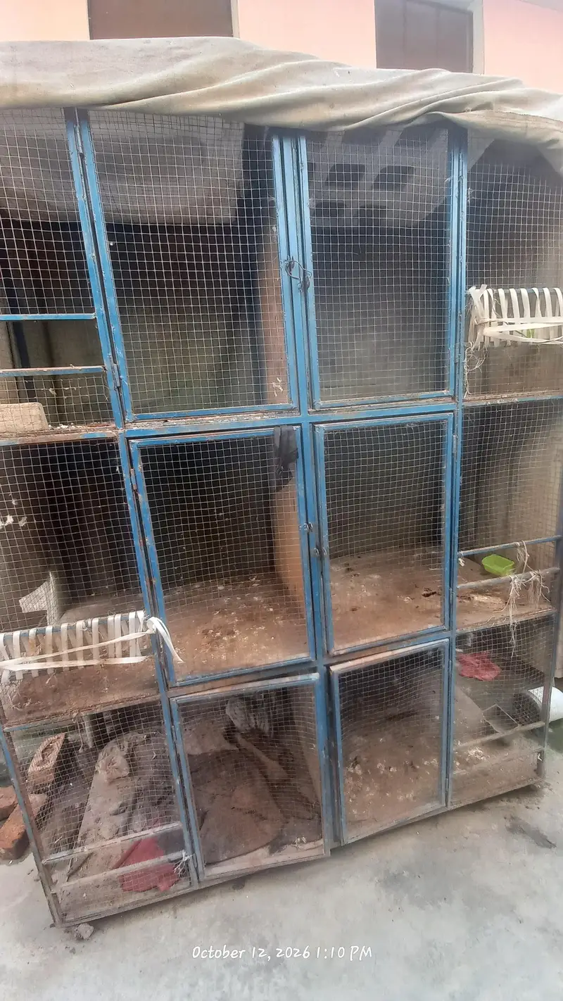 birds cage — photo 3