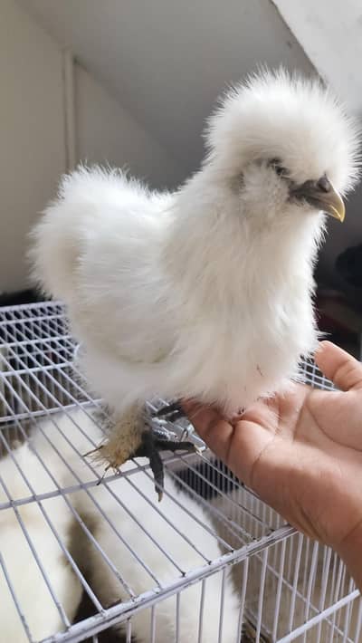 White Silkie 2 Pairs