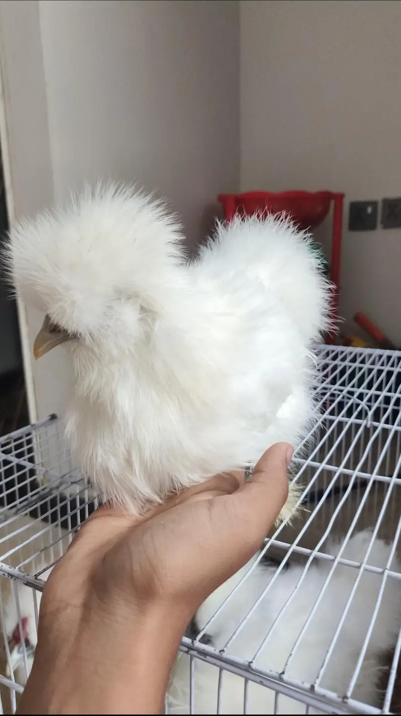White Silkie 2 Pairs — photo 2