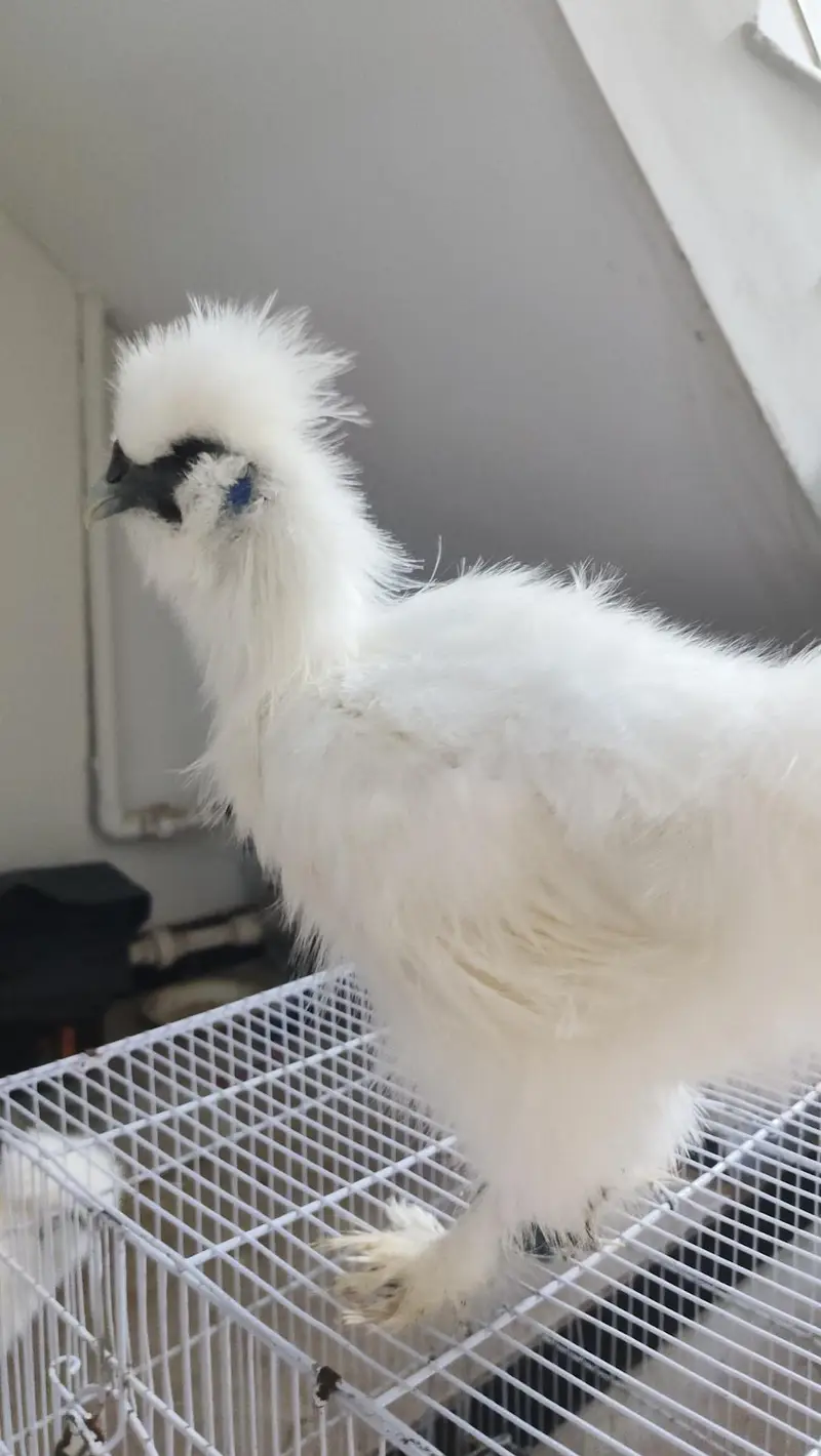 White Silkie 2 Pairs — photo 3
