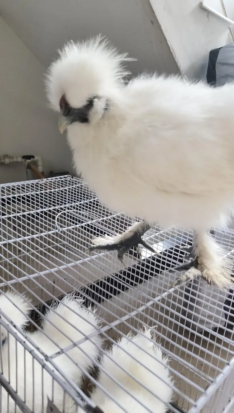 White Silkie 2 Pairs — photo 4