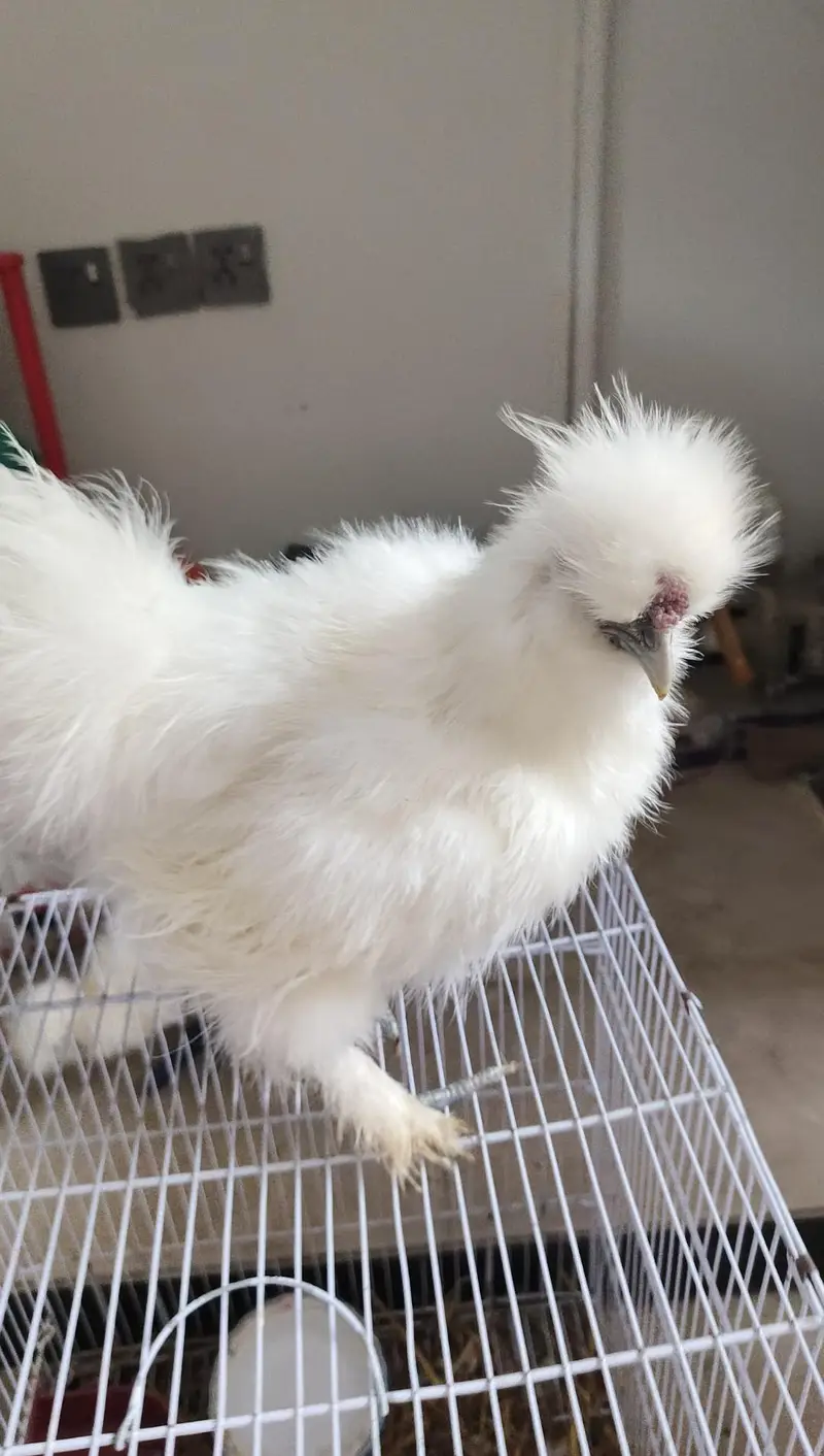 White Silkie 2 Pairs — photo 5