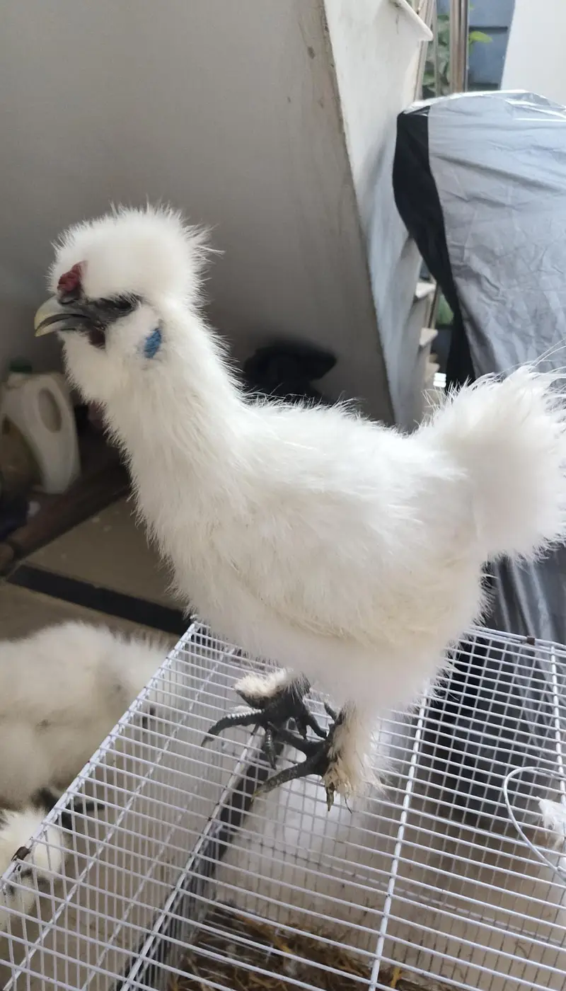 White Silkie 2 Pairs — photo 6