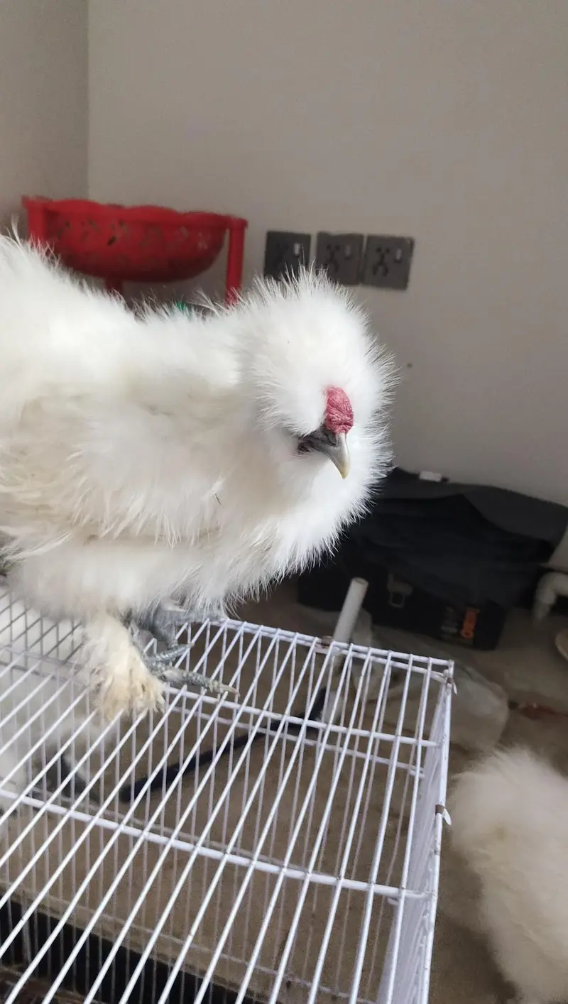 White Silkie 2 Pairs — photo 7