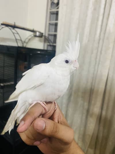 Coctail albino red eye parrot female handtame 3 months handfeed