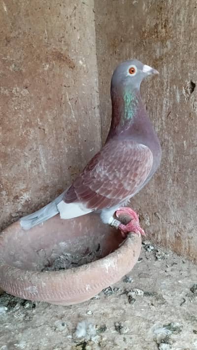 Qasid Pigeon