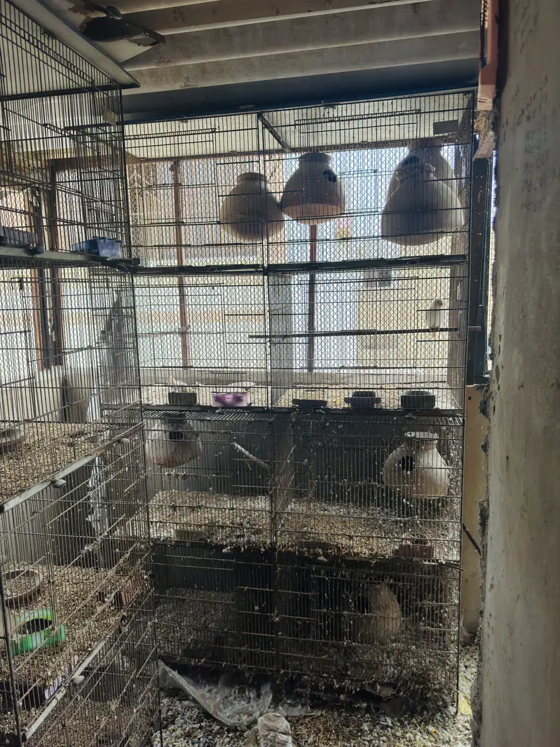 Cages — photo 2