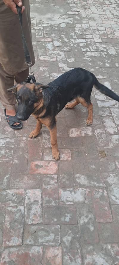 german shepherd