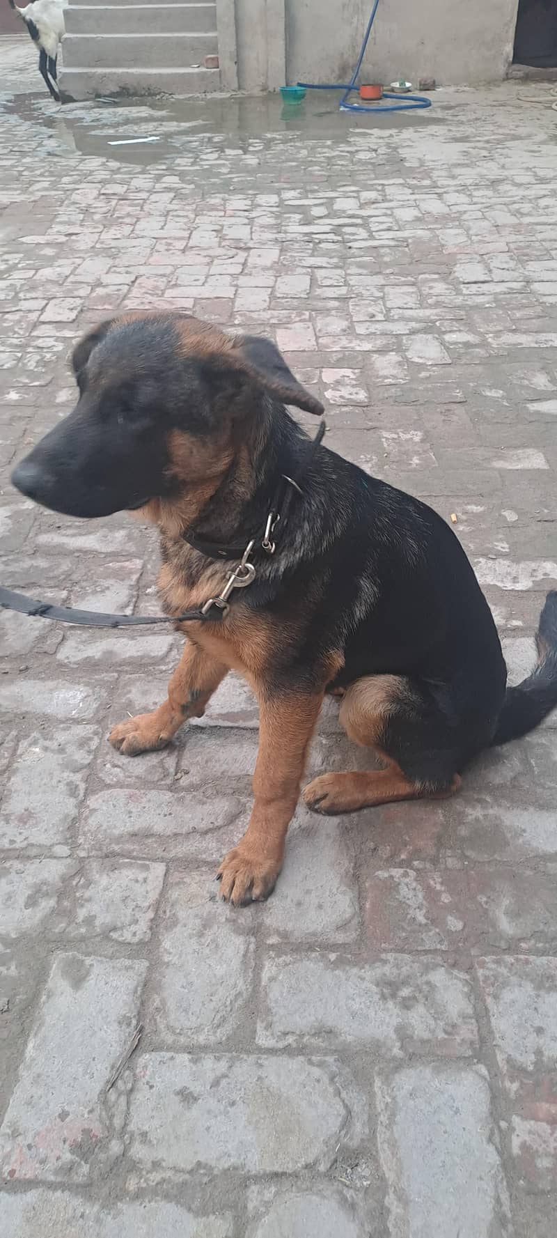 german shepherd 1