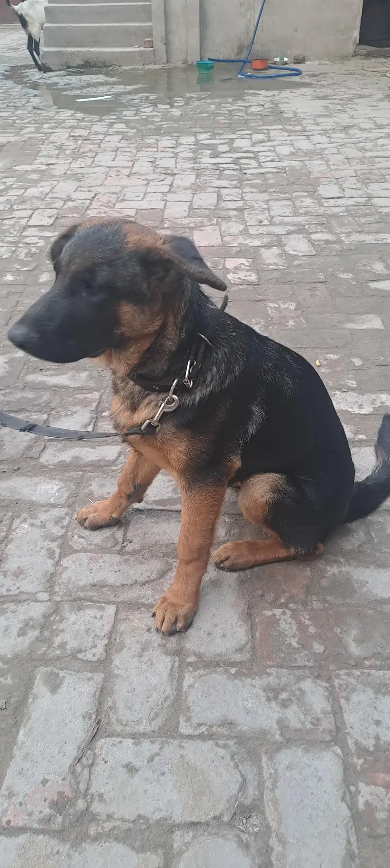 german shepherd — photo 2