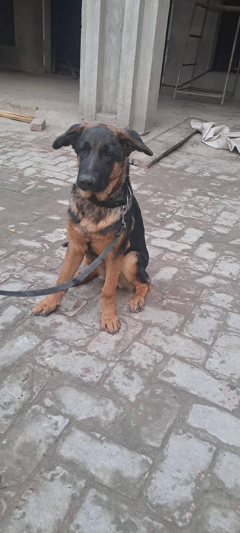 german shepherd 2