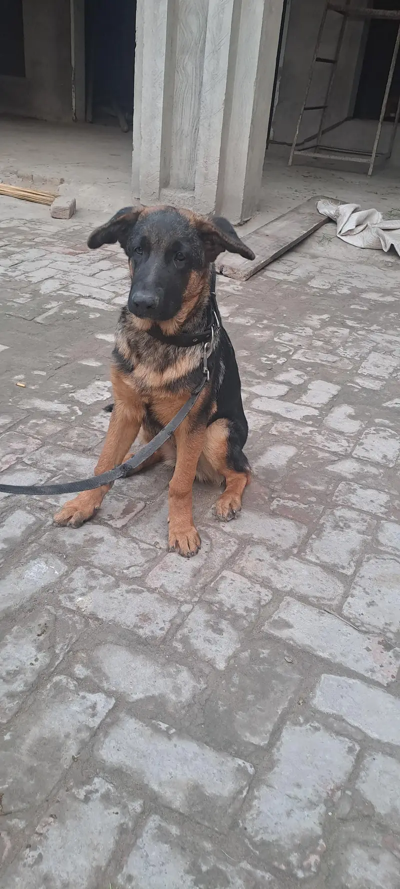german shepherd — photo 3