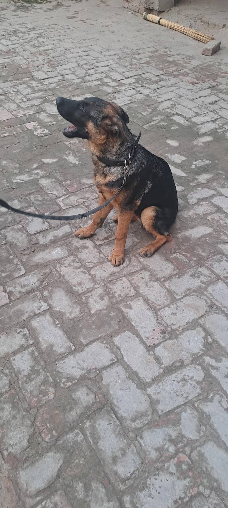 german shepherd 3