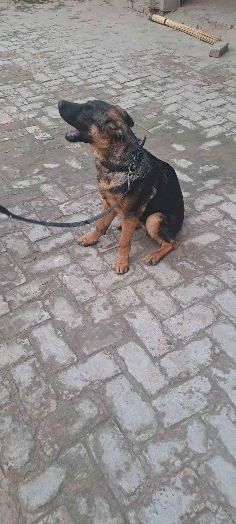 german shepherd — photo 4