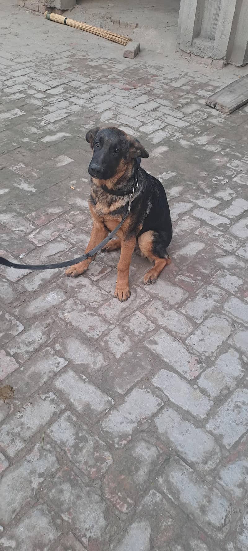 german shepherd 4