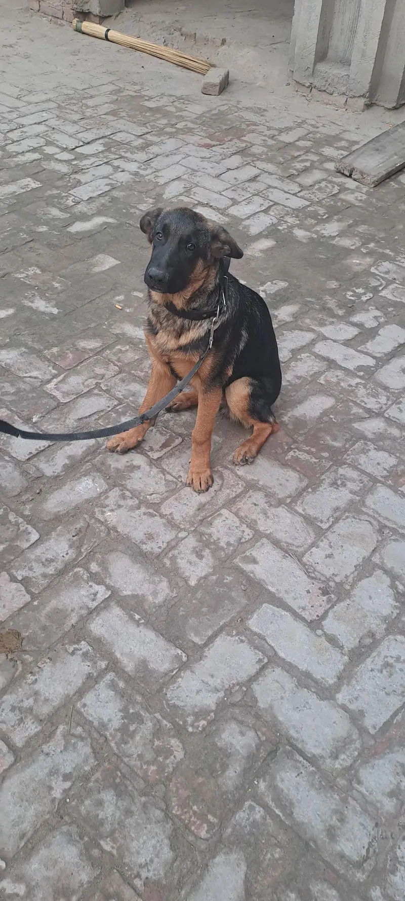 german shepherd — photo 5