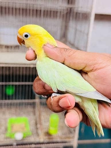 Healthy and Active breeder pair