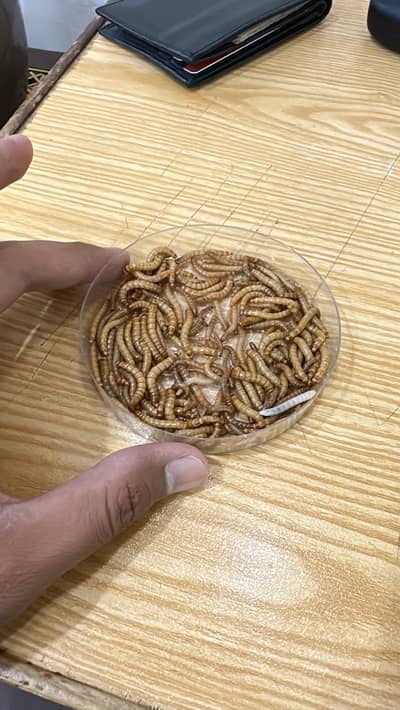 Fresh mealworms for sale in faisalabad for bird ,fish and hens