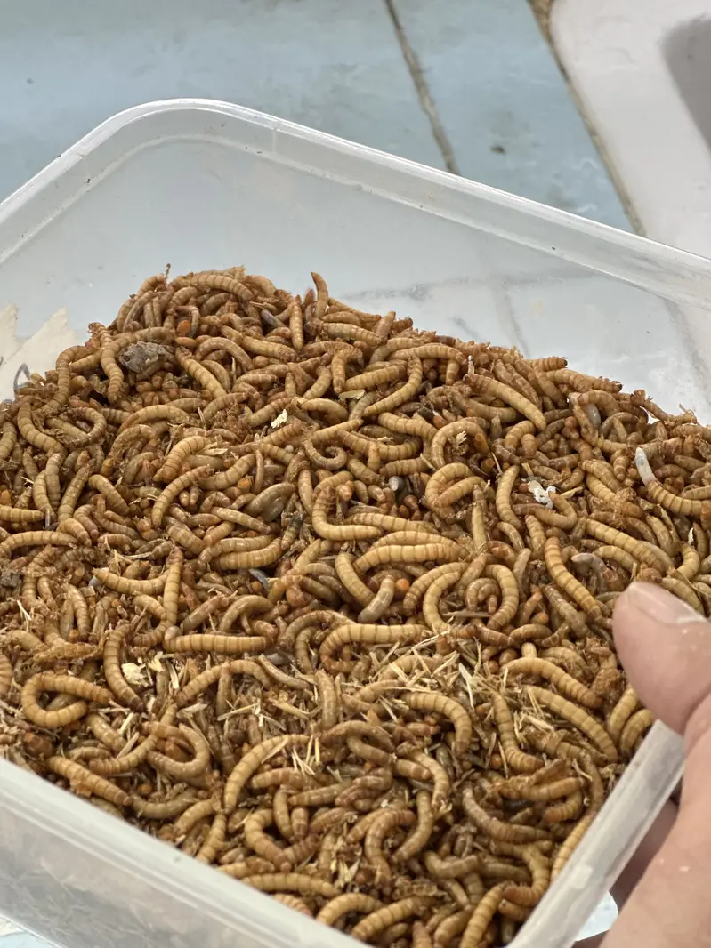 Fresh mealworms for sale in faisalabad for bird ,fish and hens — photo 2