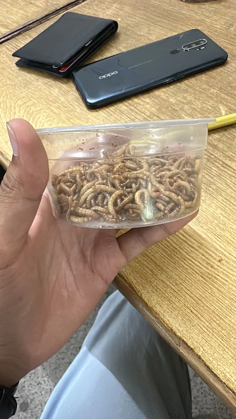 Fresh mealworms for sale in faisalabad for bird ,fish and hens — photo 3