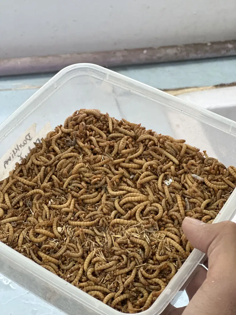 Fresh mealworms for sale in faisalabad for bird ,fish and hens — photo 4
