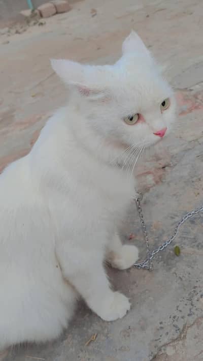 Beautiful white cat for sale