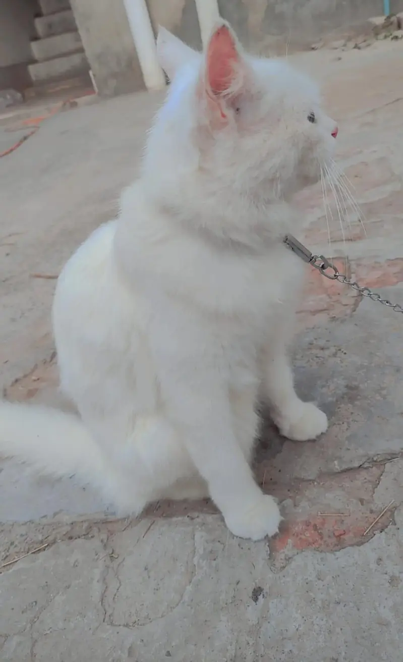 Beautiful white cat for sale — photo 2