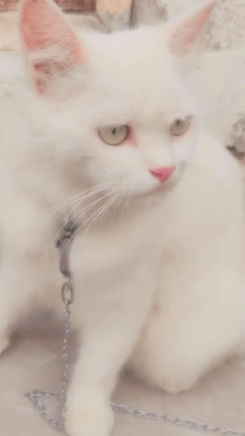 Beautiful white cat for sale — photo 3