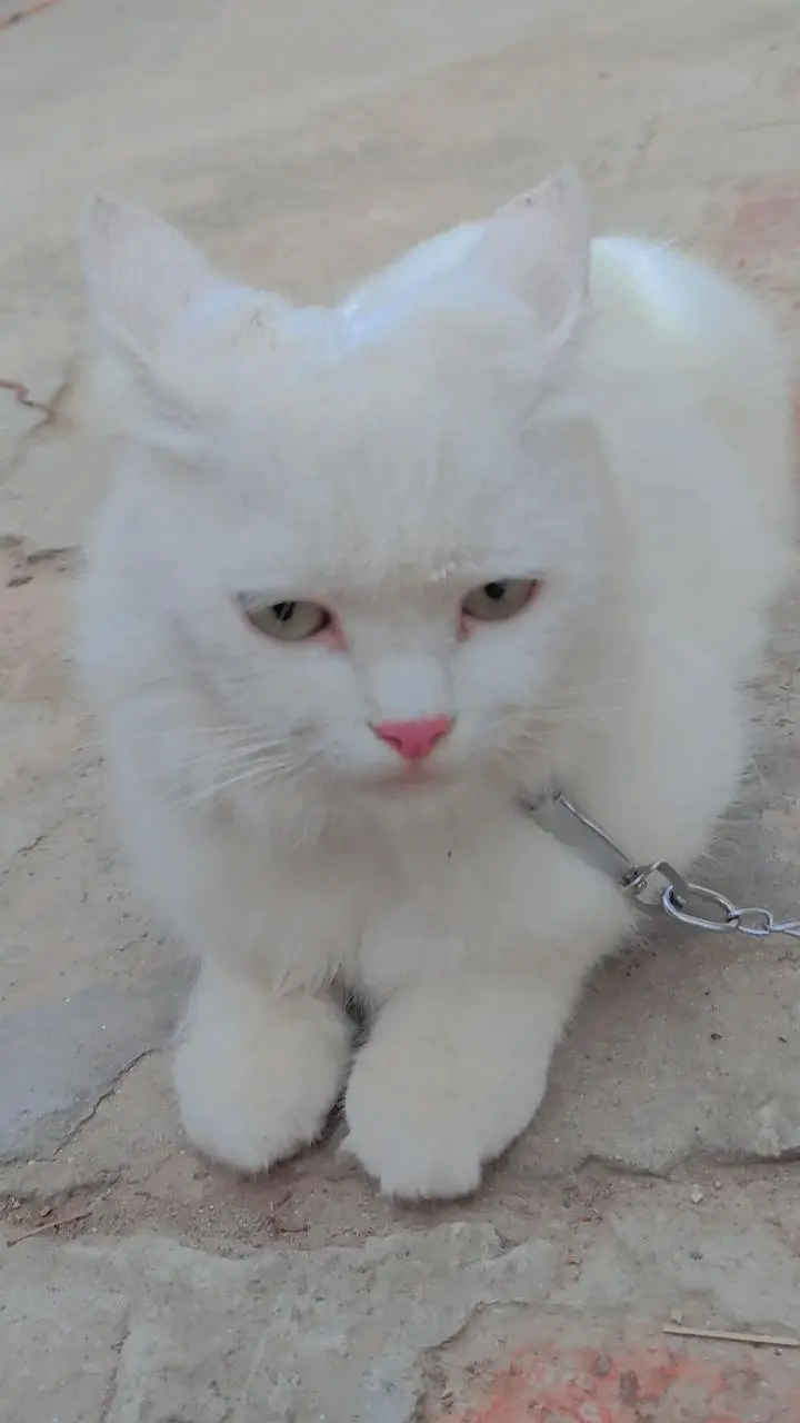 Beautiful white cat for sale — photo 4