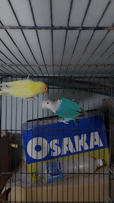 Lovebird urgent sale best quality pair