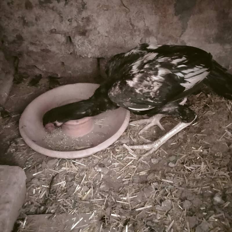 اصیل کے 3 نر اور 3 مادہ فروخت کے لیے 0