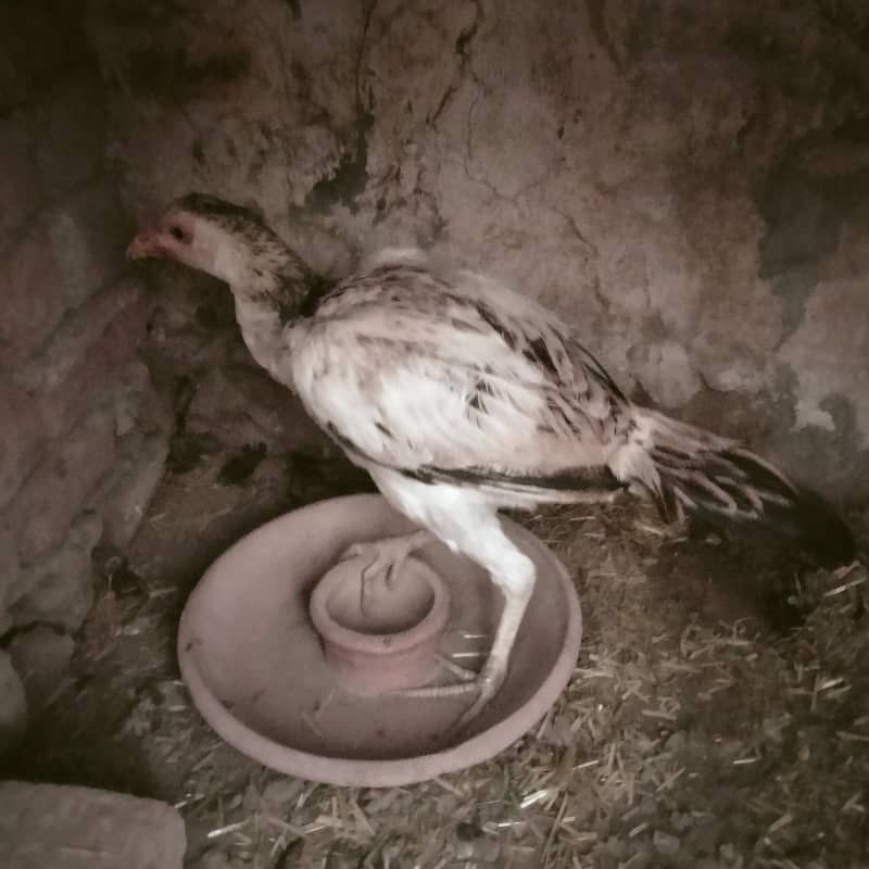 اصیل کے 3 نر اور 3 مادہ فروخت کے لیے 1
