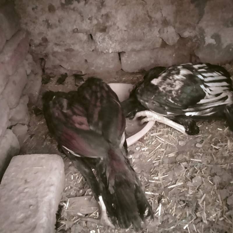 اصیل کے 3 نر اور 3 مادہ فروخت کے لیے 2