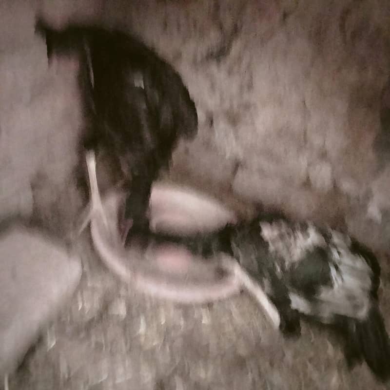 اصیل کے 3 نر اور 3 مادہ فروخت کے لیے 3